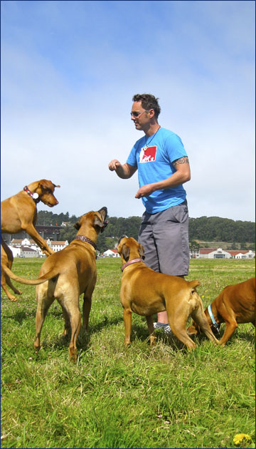 All Star Pet Care, Dogs on leash at Crissy Field, San Francisco